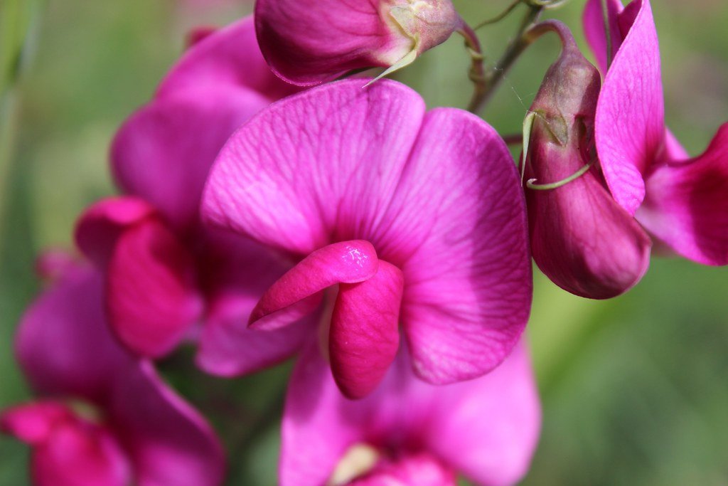 Detalle floral que evoca la calma del espacio Aura
